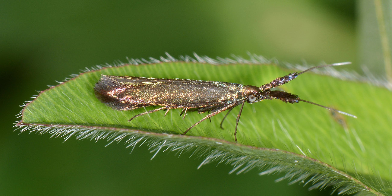 Da determinare - Coleophora sp., Coleophoridae